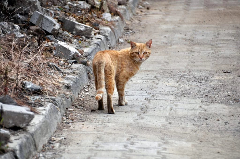 Рыжий кот в Кемере