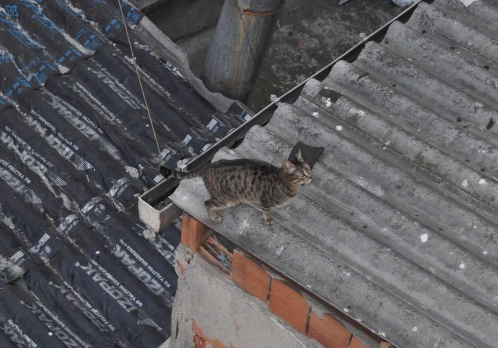 Голодный стамбульский кот