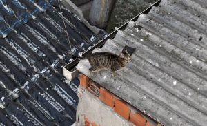 Голодный стамбульский кот